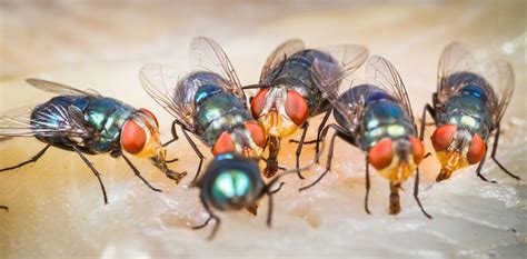 Buzz, buzz, slap! Why flies can be so annoying .